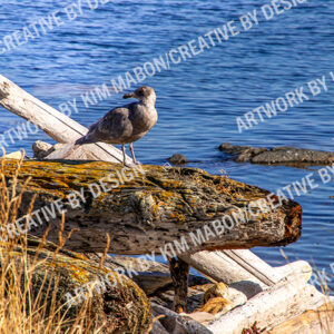 Victoria BC bird on driftwood by kim mabon