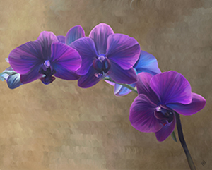 orchids by kim mabon
